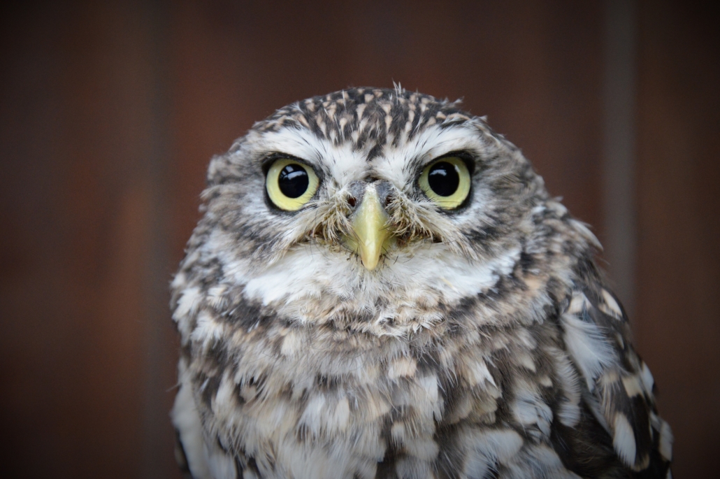 Roofvogel opvang uilen wings of change steenuil little owl
