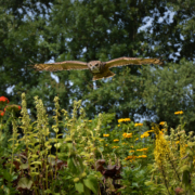 Wings of change natuurbeleving educatie magelhaen oehoe lesser horned owl bw