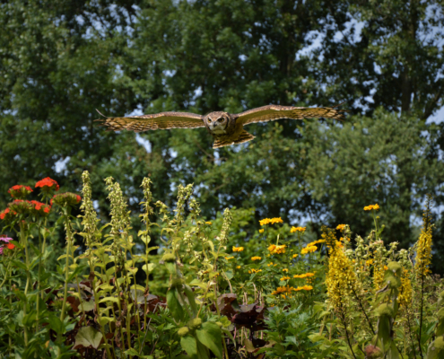 Wings of change natuurbeleving educatie magelhaen oehoe lesser horned owl bw